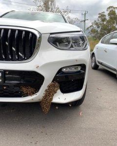 4500 bees swarm car parked at Healesville Hospital