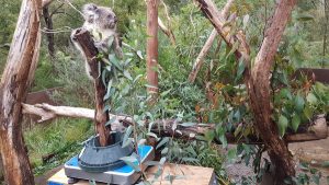 Koala-ty care