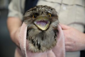 Birds back in the wild
