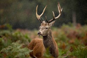 Calls for deer management strategy