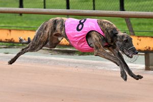Myrniong makes All in Healesville Cup