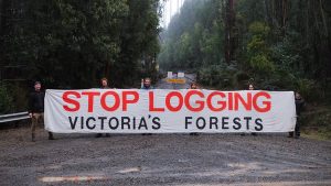 Logging protests follow threatened owl sightings
