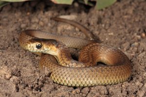 Spring sun brings reminder of snake safety