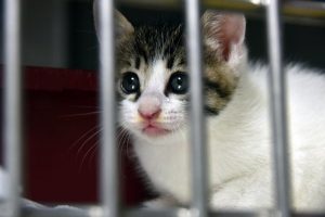 Microchipping blitz to prevent homeless pets