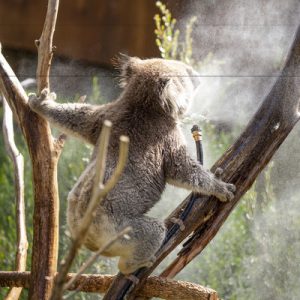 Beat the heat at Healesville Sanctuary