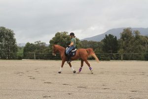 Horse show comes to town