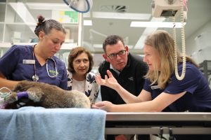 Support for Victoria’s wildlife and biodiversity