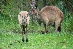 Drink in Merlot, the adorable Kangaroo Island joey