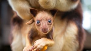 All hail Chimbu, the cutest little tree ‘roo in the world