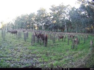 ‘Dragging heels’ on deer management