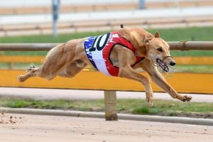 Speedster greyhound wins at Healesville