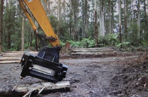 Landmark decision on logging