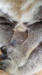 Sanctuary welcomes new koala joey