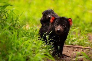 Baby Boom of Devils at Healesville Sanctuary