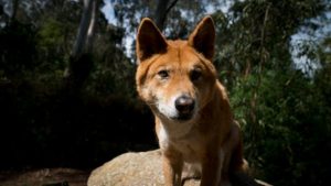 Dingos leap for health checks at the sanctuary