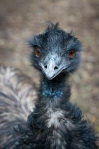 Emus Join In Hump Health Checks