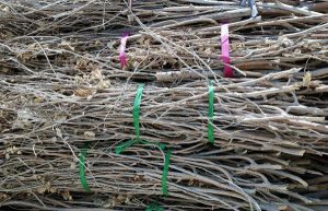 Bundled branches collections coming