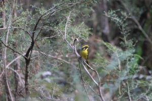Grants help protect faunal emblems