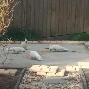 Injured cockatoo sighted again
