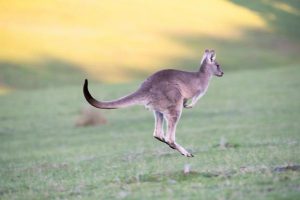 Man kills kangaroo in “shocking” video