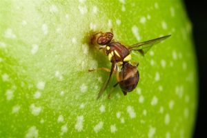 Fruit fly investment