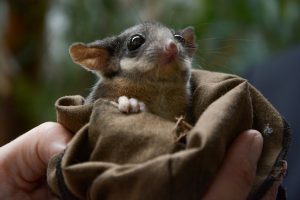 Possums in the High Court