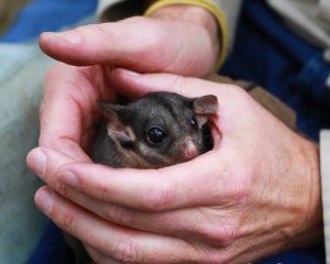 VicForests to pay for legal win