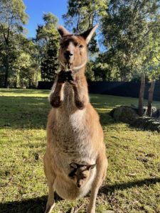 Tiny joey about to hop out of mum’s pouch