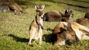 Spirited kangaroo joey ventures out to explore