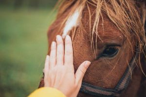 A second chance for horses in need