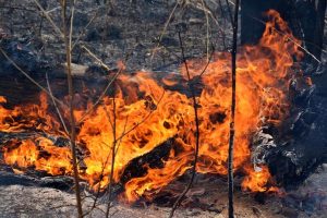 High-risk bushfire days set to soar