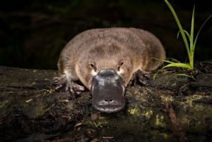 Smart water tank to improve platypus breeding odds