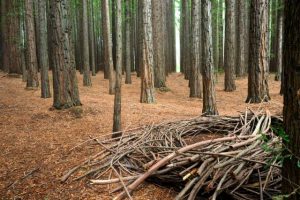 $2.6 million investment in Warburton’s Redwood Forest