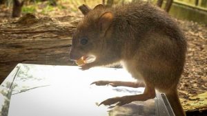 Wildlife Podoscope: Hands-off way to check feet
