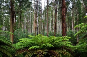 National poll reveals Australians are against development of national parks