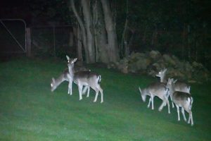 Feral deer in Warburton casuing issues