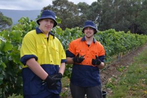 Upper Yarra Secondary College vineyard the pick of the bunch