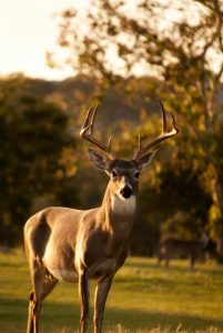 DELWP aiming to control the numbers of feral deer