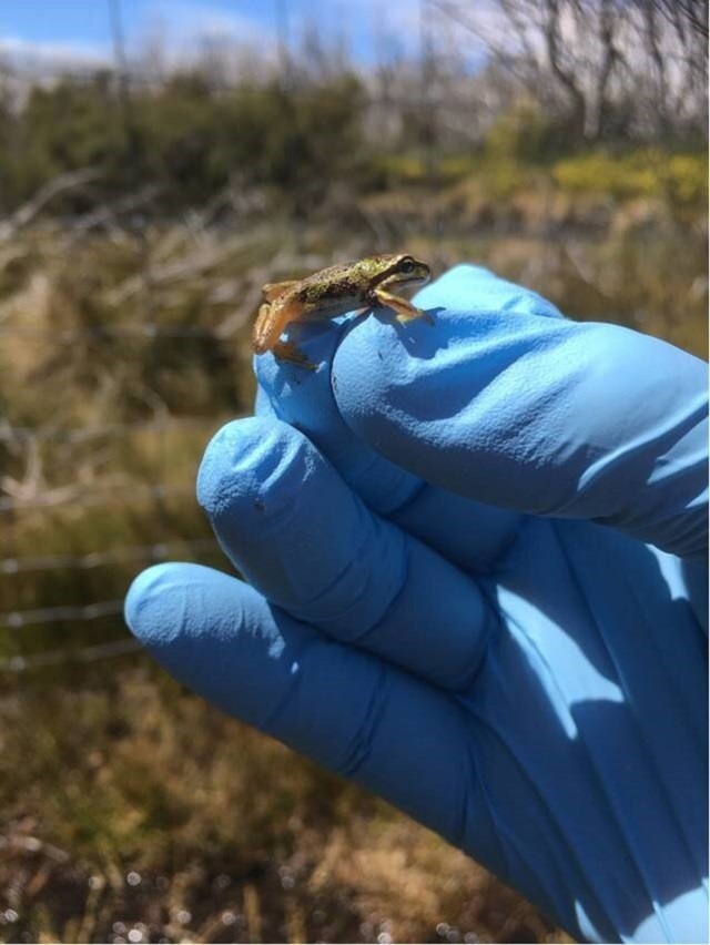 Parks Victoria undertaking frog research in Yarra Ranges National Park |  Upper Yarra Star Mail