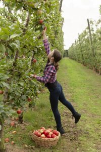 Sanders Apples hosting pick-your-own Kanzi apples weekends