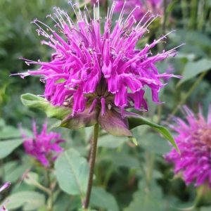Yarra Valley Autumn Plant Fair and Garden Expo in April