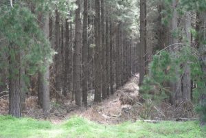 Sound Medicine Hike through Yarra State Forest in April