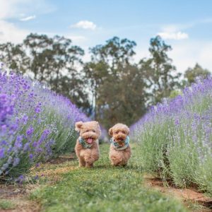 Warratina Lavender Farm hosts inaugural Dog Day