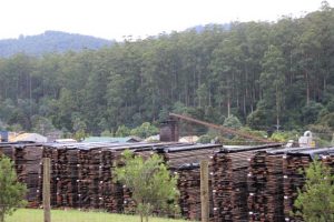 Funding announced to help communities transition away from native timber logging