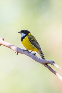 Finding feathered friends in the Yarra Ranges