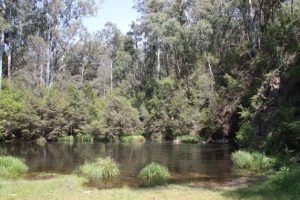Community Planting Day for the Yarra River