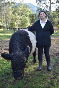 Riverside Mist Cattle Stud’s miniature cattle proving popular