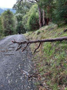 Falling trees a concern for Upper Yarra residents