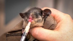 New joeys spark hope among Friends of the Leadbeater’s Possum