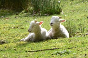Uncontrolled dogs leading lambs to the slaughter